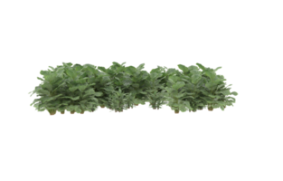 Realistic foliage isolated on transparent background. 3d rendering - illustration png