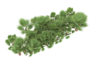 Palm trees isolated on transparent background. 3d rendering - illustration png