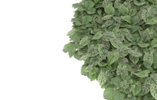 Realistic foliage isolated on transparent background. 3d rendering - illustration png