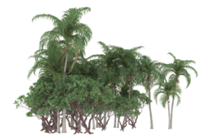 palm bomen geïsoleerd Aan transparant achtergrond. 3d renderen - illustratie png