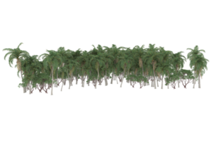 Palm trees isolated on transparent background. 3d rendering - illustration png