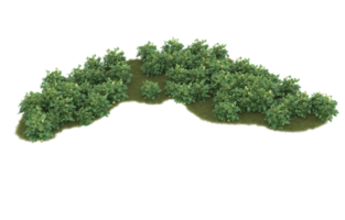 Realistic foliage isolated on transparent background. 3d rendering - illustration png