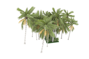 Palm trees isolated on transparent background. 3d rendering - illustration png