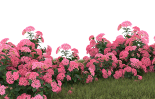 Realistic foliage isolated on transparent background. 3d rendering - illustration png