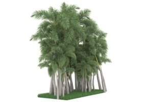 Palm trees isolated on transparent background. 3d rendering - illustration png