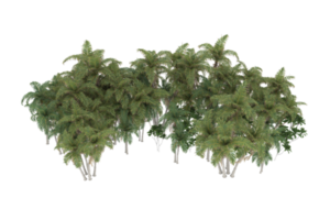 Palm trees isolated on transparent background. 3d rendering - illustration png