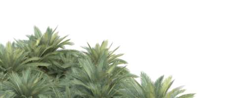 Realistic foliage isolated on transparent background. 3d rendering - illustration png