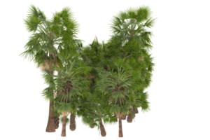 Palm trees isolated on transparent background. 3d rendering - illustration png