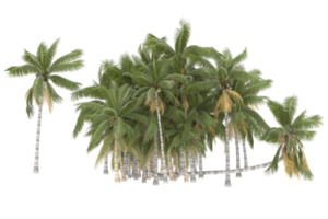 Palm trees isolated on transparent background. 3d rendering - illustration png