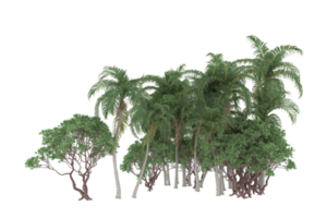 palma alberi isolato su trasparente sfondo. 3d interpretazione - illustrazione png