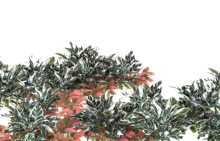 Realistic foliage isolated on transparent background. 3d rendering - illustration png