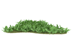 Realistic foliage isolated on transparent background. 3d rendering - illustration png