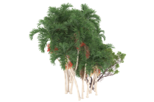 palma alberi isolato su trasparente sfondo. 3d interpretazione - illustrazione png