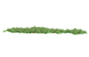 Realistic foliage isolated on transparent background. 3d rendering - illustration png