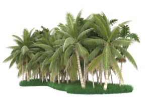 Palm trees isolated on transparent background. 3d rendering - illustration png