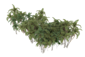 palm bomen geïsoleerd Aan transparant achtergrond. 3d renderen - illustratie png