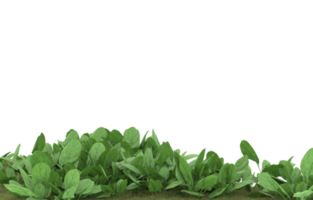 Realistic foliage isolated on transparent background. 3d rendering - illustration png