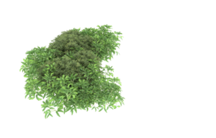 Realistic foliage isolated on transparent background. 3d rendering - illustration png