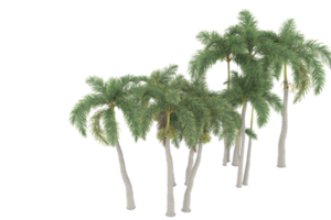 palm bomen geïsoleerd Aan transparant achtergrond. 3d renderen - illustratie png