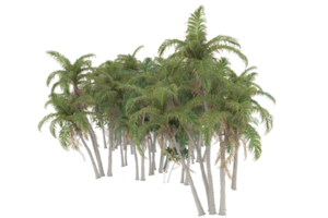 Palm trees isolated on transparent background. 3d rendering - illustration png