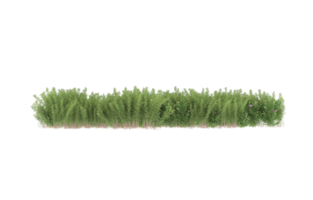 Realistic foliage isolated on transparent background. 3d rendering - illustration png