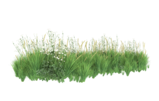 Realistic foliage isolated on transparent background. 3d rendering - illustration png