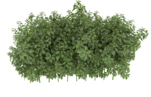 Realistic foliage isolated on transparent background. 3d rendering - illustration png