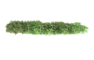 Realistic foliage isolated on transparent background. 3d rendering - illustration png