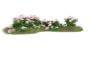 Realistic foliage isolated on transparent background. 3d rendering - illustration png