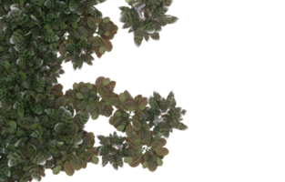 Realistic foliage isolated on transparent background. 3d rendering - illustration png