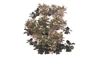 Realistic foliage isolated on transparent background. 3d rendering - illustration png