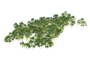 palm bomen geïsoleerd Aan transparant achtergrond. 3d renderen - illustratie png