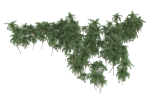 palm bomen geïsoleerd Aan transparant achtergrond. 3d renderen - illustratie png