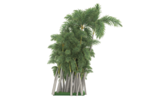 palma alberi isolato su trasparente sfondo. 3d interpretazione - illustrazione png