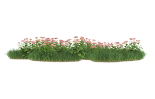 Realistic foliage isolated on transparent background. 3d rendering - illustration png