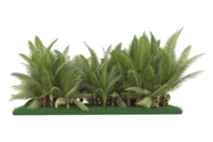 Palm trees isolated on transparent background. 3d rendering - illustration png