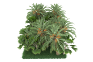 Palm trees isolated on transparent background. 3d rendering - illustration png