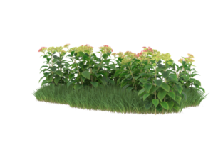 Realistic foliage isolated on transparent background. 3d rendering - illustration png