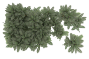 Palm trees isolated on transparent background. 3d rendering - illustration png