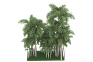 Palm trees isolated on transparent background. 3d rendering - illustration png
