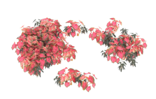 Realistic foliage isolated on transparent background. 3d rendering - illustration png