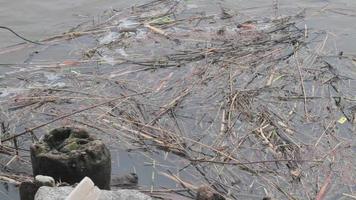 Wasserverschmutzung und Gras, das auf dem Saka-Fluss im Hafen von Pavilosta in Lettland schwimmt. video