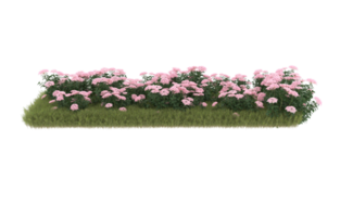 Realistic foliage isolated on transparent background. 3d rendering - illustration png