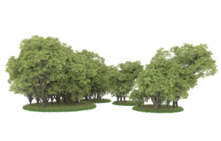 Realistic foliage isolated on transparent background. 3d rendering - illustration png