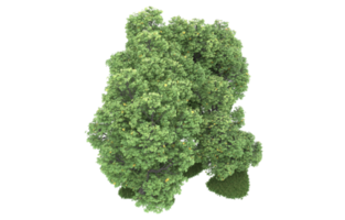 Realistic foliage isolated on transparent background. 3d rendering - illustration png