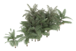 palm bomen geïsoleerd Aan transparant achtergrond. 3d renderen - illustratie png