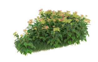 Realistic foliage isolated on transparent background. 3d rendering - illustration png