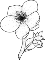 dessin au trait floral monochrome luxe fleur élégante illustration vintage png