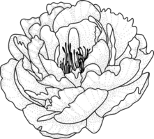 floral línea arte monocromo lujo elegante flor vintage ilustración png