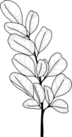 dessin au trait floral monochrome luxe fleur élégante illustration vintage png